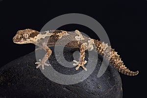 Rough thick-toed gecko, pachydactylus rugosus