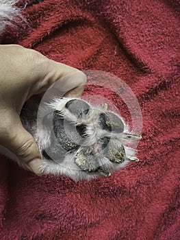 Rough thickness and dry skin texture on dog paw.The Nasodigital Hyperkeratosis disease