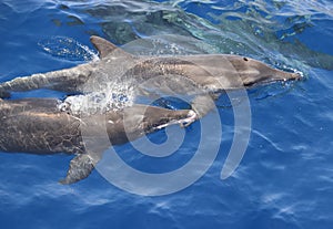 Rough toothed dolphin Steno bredanensis. Picture taken during a whale watching trip