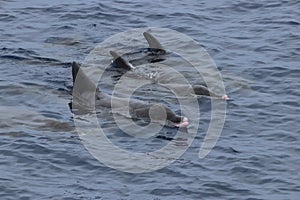 Rough-toothed dolphins, Steno bredanensis playing in the Gulf of Mexico