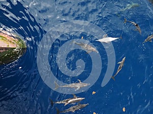 Rough-toothed dolphins, Steno bredanensis playing in the Gulf of Mexico