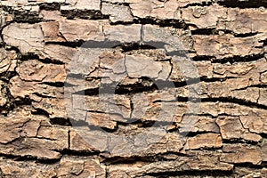 Rough tree bark close-up