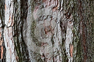 Rough tree bark with deep cracks and natural textures.