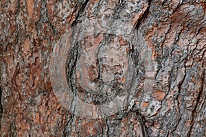 Rough tree bark with deep cracks and natural textures.