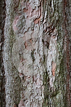 Rough tree bark with deep cracks and natural textures.