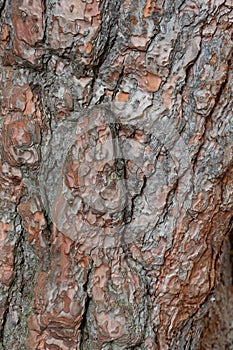 Rough tree bark with deep cracks and natural textures.