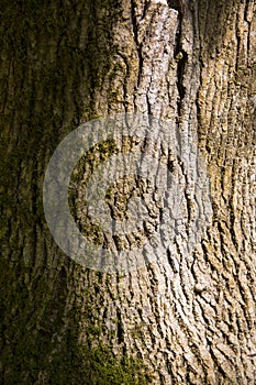 Rough tree bark horizontal format