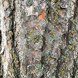 Rough tree bark with patches of lichen (possibly from genera *Parmelia* or photo