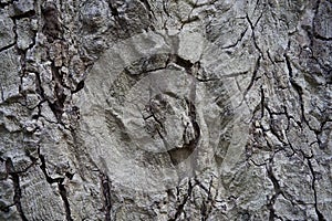 Rough Tree Bark Texture