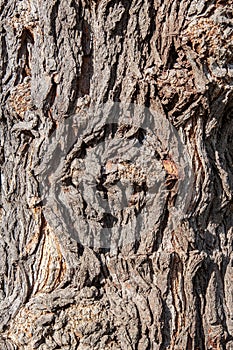 Closeup of rough tree bark texture