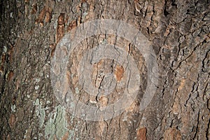 Rough Tree Bark Texture Background