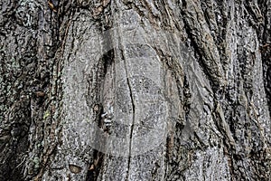 Rough tree bark texture close-up