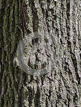 Rough tree bark texture close up