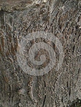 rough tree bark texture with natural grey and brown tones
