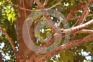 The rough tree branches of a cultist Arican,indigeounis tree of South Africa.