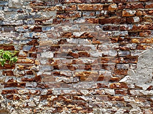 Rough vintage uneven brick wall with broken white plaster paint wall and green plant copyspace background