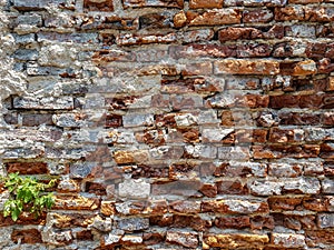 Rough vintage uneven brick wall with hard broken white plaster paint wall and green plant copyspace background