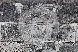 Rough weathered coquina limestone  wall surface texture close up