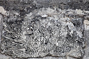 Rough weathered coquina limestone  wall surface texture close up