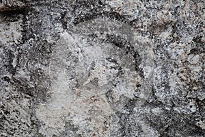 Rough weathered coquina limestone  wall surface texture close up