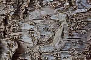 Rough wood bark surface close up extreme macro