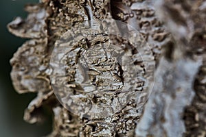 Rough wood bark surface close up extreme macro