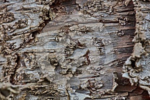 Rough wood bark surface close up extreme macro