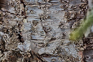 Rough wood bark surface close up extreme macro