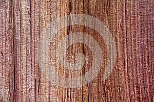 Rough wood grain, Juniperus Virginiana photo