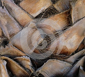 Rough wood palm tree trunk texture