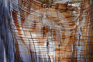 Rough Wood Tree Trunk Pattern Texture