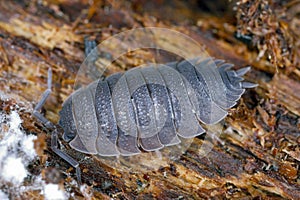 Rough woodlice (Porcellio scaber). Terrestrial crustaceans in the familiy Porcellionidae, exposed under bark of dead log