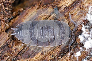 Rough woodlice (Porcellio scaber). Terrestrial crustaceans in the familiy Porcellionidae, exposed under bark of dead log