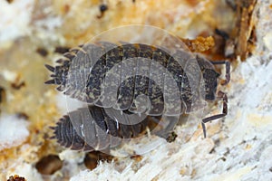 Rough woodlice (Porcellio scaber). Terrestrial crustaceans in the familiy Porcellionidae, exposed under bark of dead log