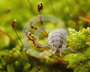 Rough woodlouse