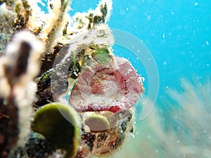 Roughback Crab Florida Keys