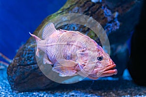 Rougheye rockfish swimming underwater