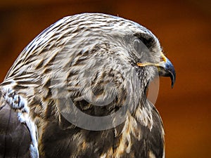 Roughleg or rough-legged buzzard, or ough-legged hawk. photo