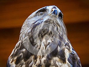 Roughleg or rough-legged buzzard, or ough-legged hawk. photo