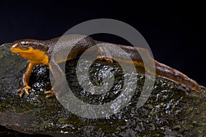 Roughskin newt, Taricha granulosa photo