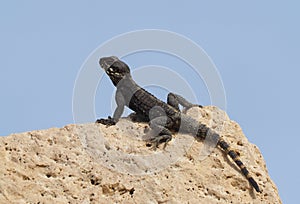 Roughtail rock agama or hardun lizard on a rock Stellagama stellio or Laudakia stellio stellion or Lacerta stellio
