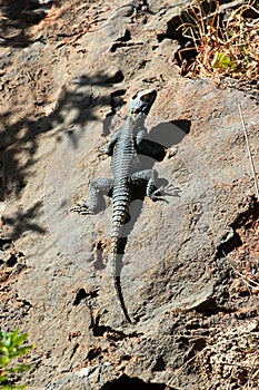 Roughtail Rock Agama, or Stellagama stellio lizard on a rock, Turkey