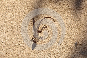 Roughtail Rock Agama (Stellagama stellio) on a stone wall in Cyprus