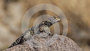 Roughtail Rock Agama