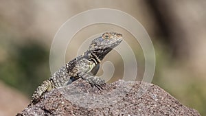 Roughtail Rock Agama