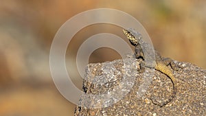 Roughtail Rock Agama on Rock