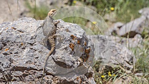 Roughtail Rock Agama Sunbathing