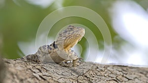 Roughtail Rock Agama on Tree