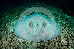 Roughtail Stingray in Caribbean Sea