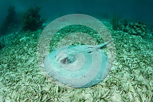 Paraíso sobre el algas marinas en caribe el mar 